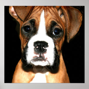 Kanvastrycket Boxer valp Poster