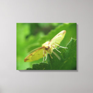 Kanvastrycket Brimstone Moth Canvastryck