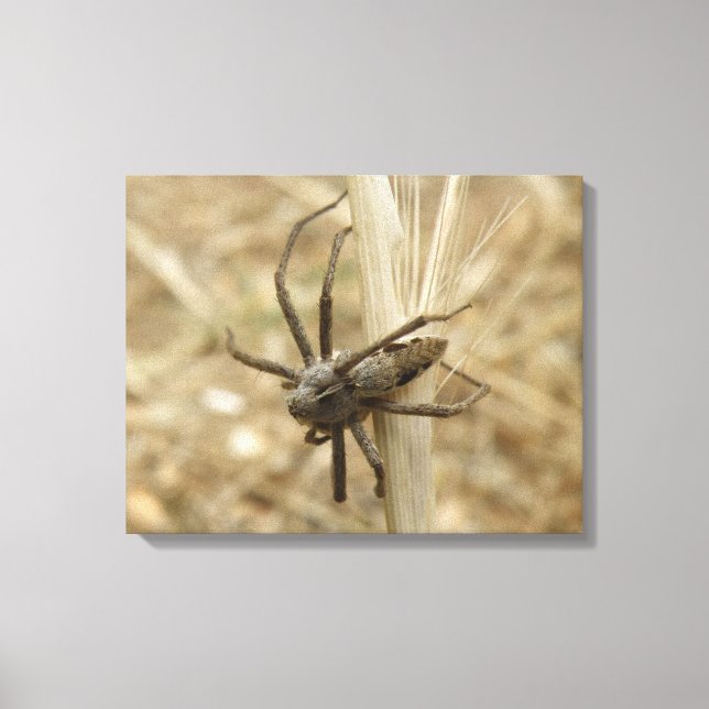 Kanvastrycket Creepy Crawly Spider Canvastryck (Framsida)