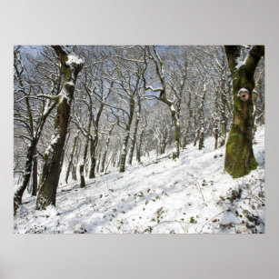 Kanvastrycket för vinterkort för skogen i Macclesf Poster