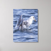 Kanvastrycket Fulmar nature Photo