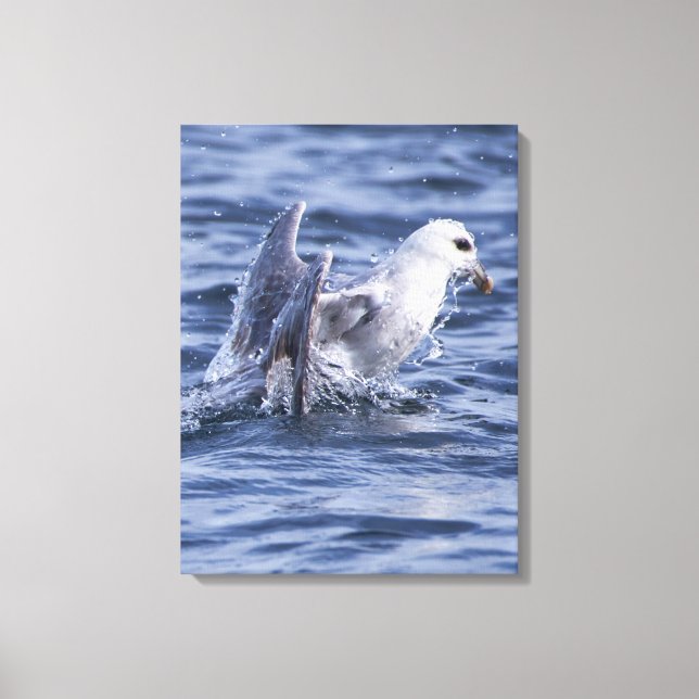 Kanvastrycket Fulmar nature Photo Canvastryck (Framsida)