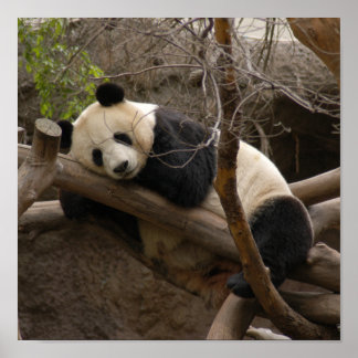 Kanvastrycket Giant Panda Bear Poster