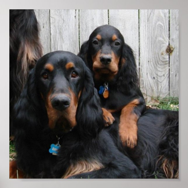 Kanvastrycket Gordon Setter Pals Poster (Framsidan)