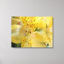 Kanvastrycket gult Alstroemeria Stretched