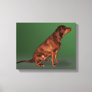 Kanvastrycket Labrador Retriever Hund Canvastryck