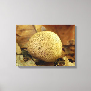 Kanvastrycket Leopard Earthball Fungus Canvastryck