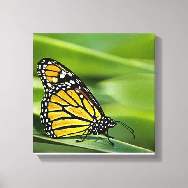 Kanvastrycket Monarch Butterfly Design Canvastryck (Framsida)