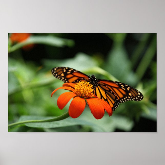 Kanvastrycket Monarch Butterfly Poster (Framsidan)