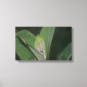 Kanvastrycket Monarch Caterpelare Canvastryck