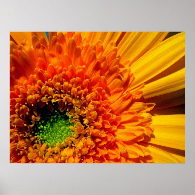 Kanvastrycket orange Daisy Poster (Framsidan)