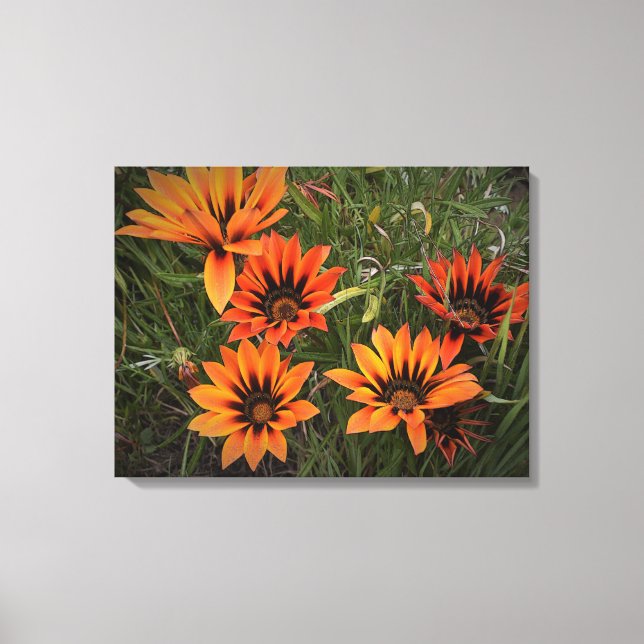 Kanvastrycket orange och Black Gazanias Canvastryck (Framsida)