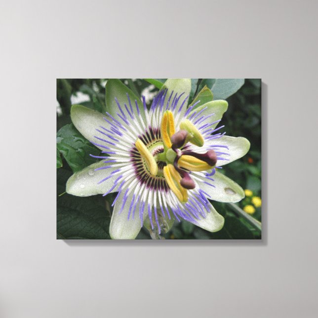Kanvastrycket Passion Flower Canvastryck (Framsida)