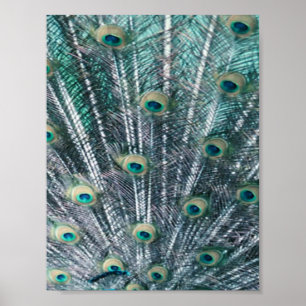 Kanvastrycket Peacock Feathers Poster