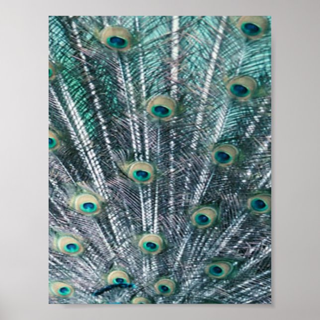 Kanvastrycket Peacock Feathers Poster (Framsidan)