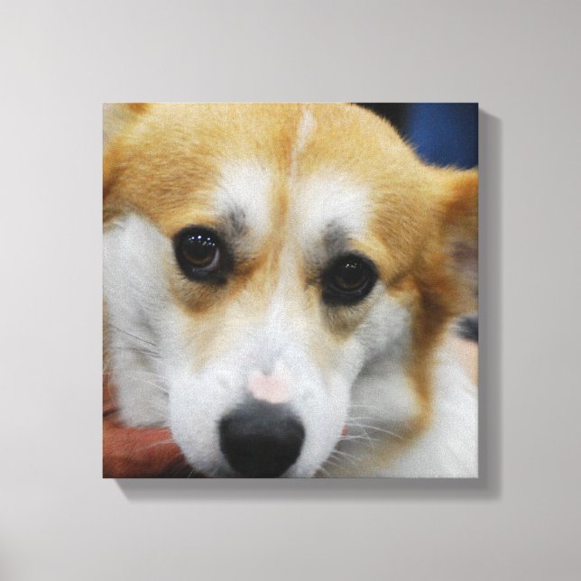 Kanvastrycket Pembroke Welsh Corgi Canvastryck (Framsida)