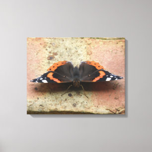 Kanvastrycket Red Admiral Butterfly Canvastryck