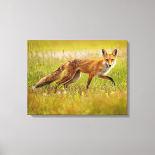 Kanvastrycket Red Fox Vuxen Canvastryck