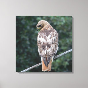 Kanvastrycket Red Tails Hawk (Tillbaka) Canvastryck
