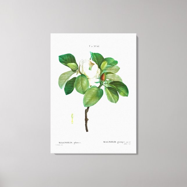 KANVASTRYCKET REDOUTÉ ’MAGNOLIA’ STRETCHED CANVASTRYCK (Framsida)