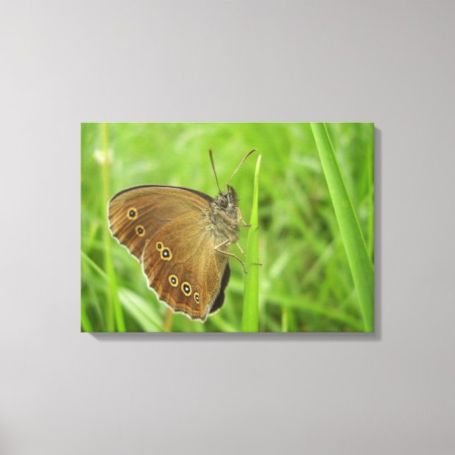 Kanvastrycket Ringlet Butterfly Canvastryck (Framsida)