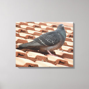 Kanvastrycket Rooftop Pigeon Canvastryck