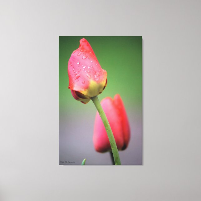Kanvastrycket rosa Tulips Photographic  Canvastryck (Framsida)