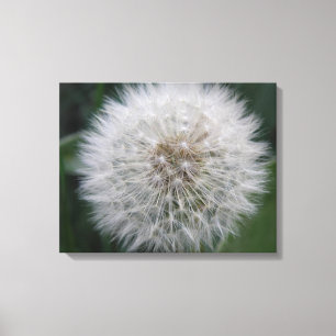 Kanvastrycket Seeding Dandelion Flower Canvastryck