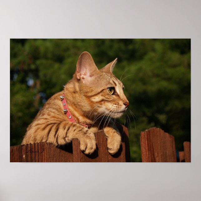 Kanvastrycket Serval Savannah Kitten USA Poster (Framsidan)