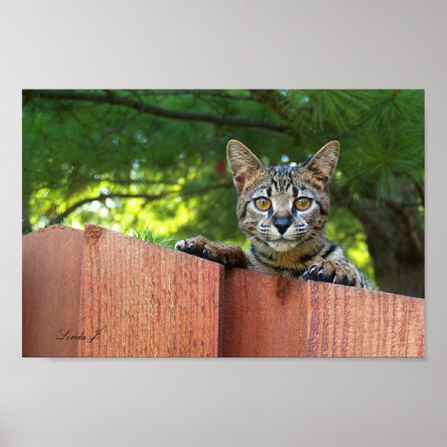 Kanvastrycket Serval Savannah Kitten USA Poster (Framsidan)
