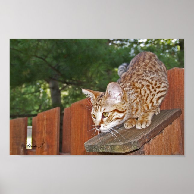 Kanvastrycket Serval Savannah Kitten USA Poster (Framsidan)