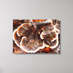 Kanvastrycket Svan Fungi i Turkiet Canvastryck