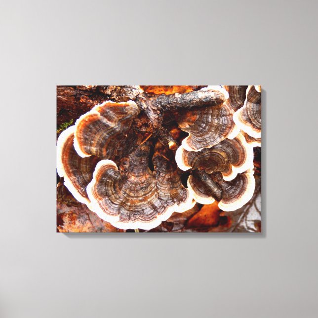 Kanvastrycket Svan Fungi i Turkiet Canvastryck (Framsida)