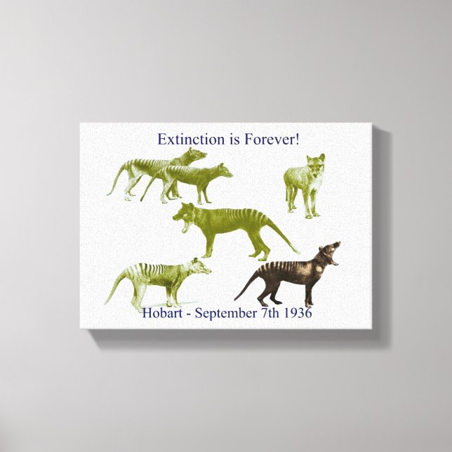 Kanvastrycket Tasmanian Tiger Thylacin Canvastryck (Framsida)