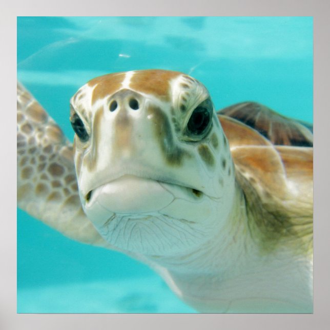 Kanvastrycket Turtle Round Clock Faux Poster (Framsidan)