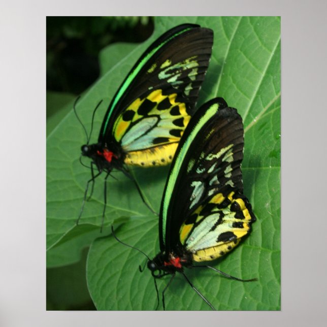 Kanvastrycket Twin Butterflies Poster (Framsidan)