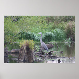 Kanvastrycket Underbar blå Heron Poster