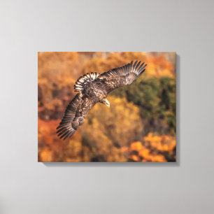 Kanvastrycket Unga Eagle Vingar Autumn Canvastryck