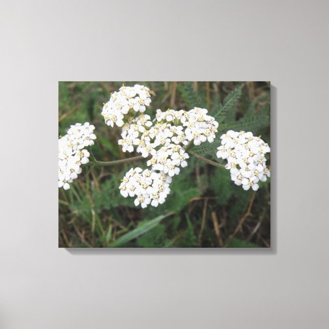 Kanvastrycket White Wildblommor Canvastryck (Framsida)