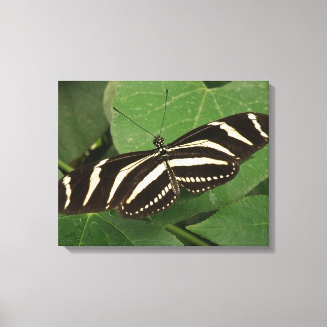 Kanvastrycket Zebra Longwing Butterfly Canvastryck (Framsida)
