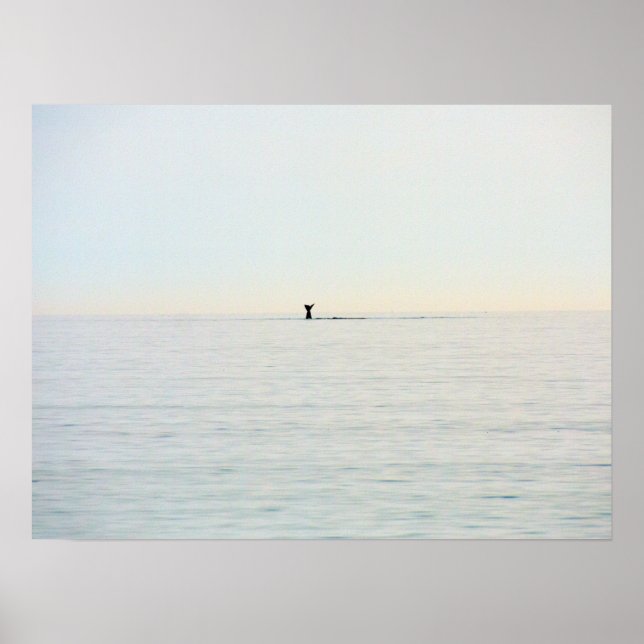 Kap Cod Whale Svan Nautical Ocean Poster (Framsidan)