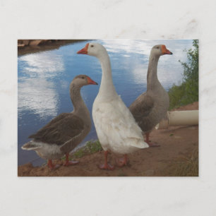 Kap Verde Geese Vykort