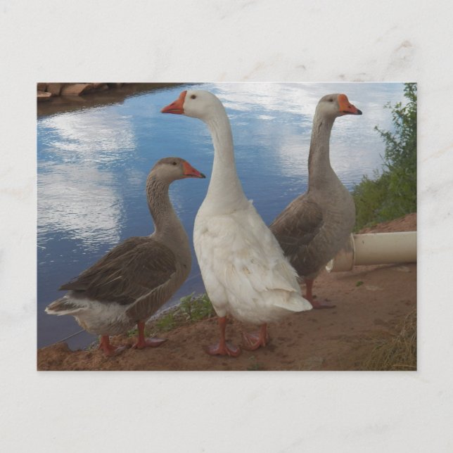 Kap Verde Geese Vykort (Framsida)
