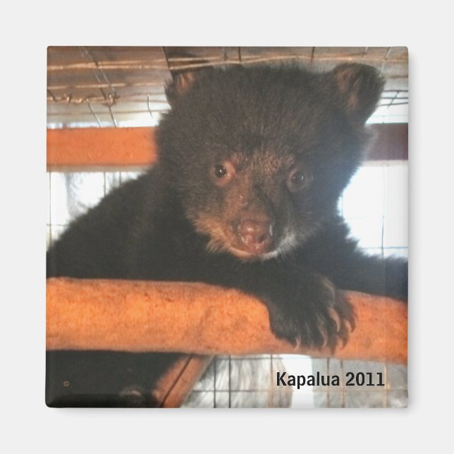 Kapalua 2011 Magnet (Framsidan)