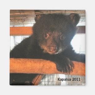 Kapalua magnet 2011