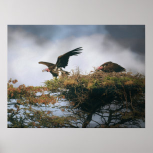 Kapande kulturer poster