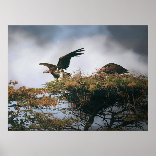 Kapande kulturer poster (Framsidan)