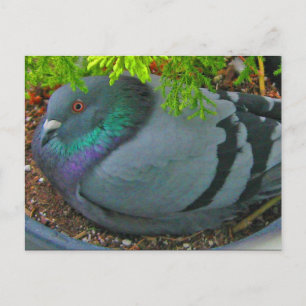 Kapande Pigeon-vykort Vykort