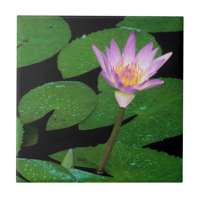 Kapblå Näckros (Nymphaea Capensis) Kakelplatta (Framsidan)