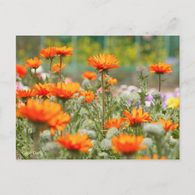 KapDaisy [vykort] Vykort (Framsida)